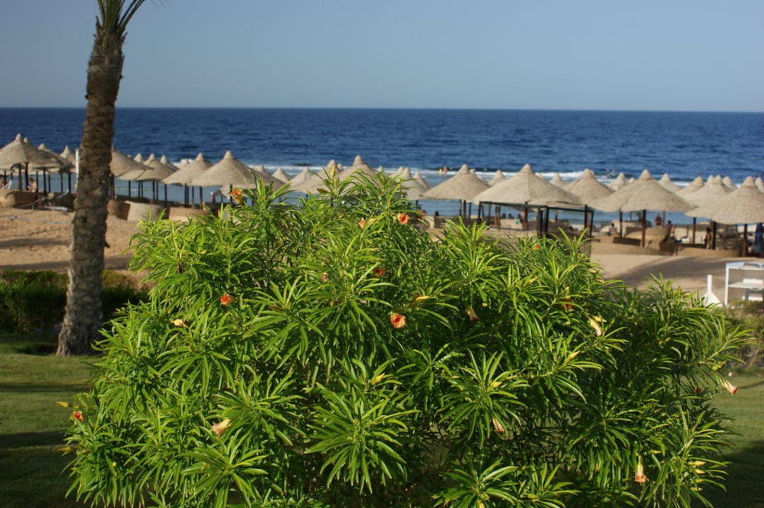 Zieleń przy plaży Serenity Alpha Beach