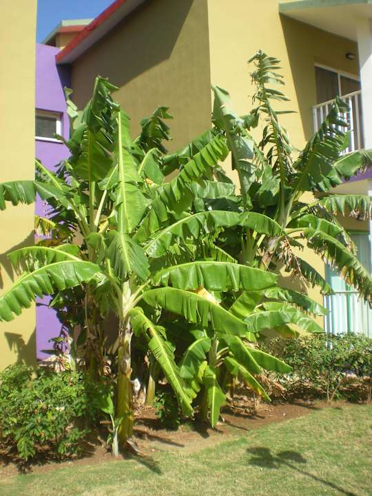 Bananenbaum Iberostar Origin Taínos