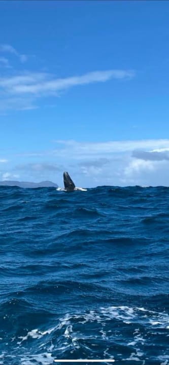 Ausblick Bahia Principe Grand Samana - Adults Only