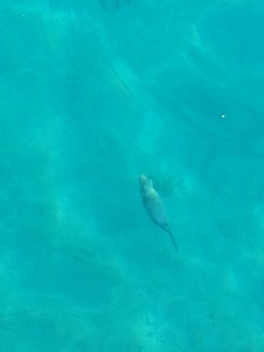 Giftun  Giftun Azur Resort