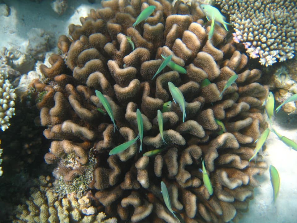 Banyan Tree, Vabbinfaru, schnorcheln am Hausriff Banyan Tree Vabbinfaru