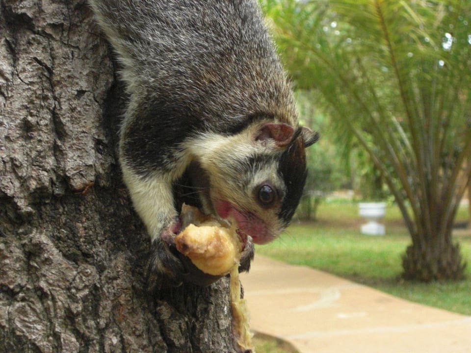 Ein Baumhörnchen vor unserem Bungi Habarana Village by Cinnamon