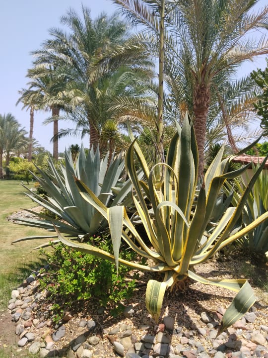 Gartenanlage Golden Beach Resort