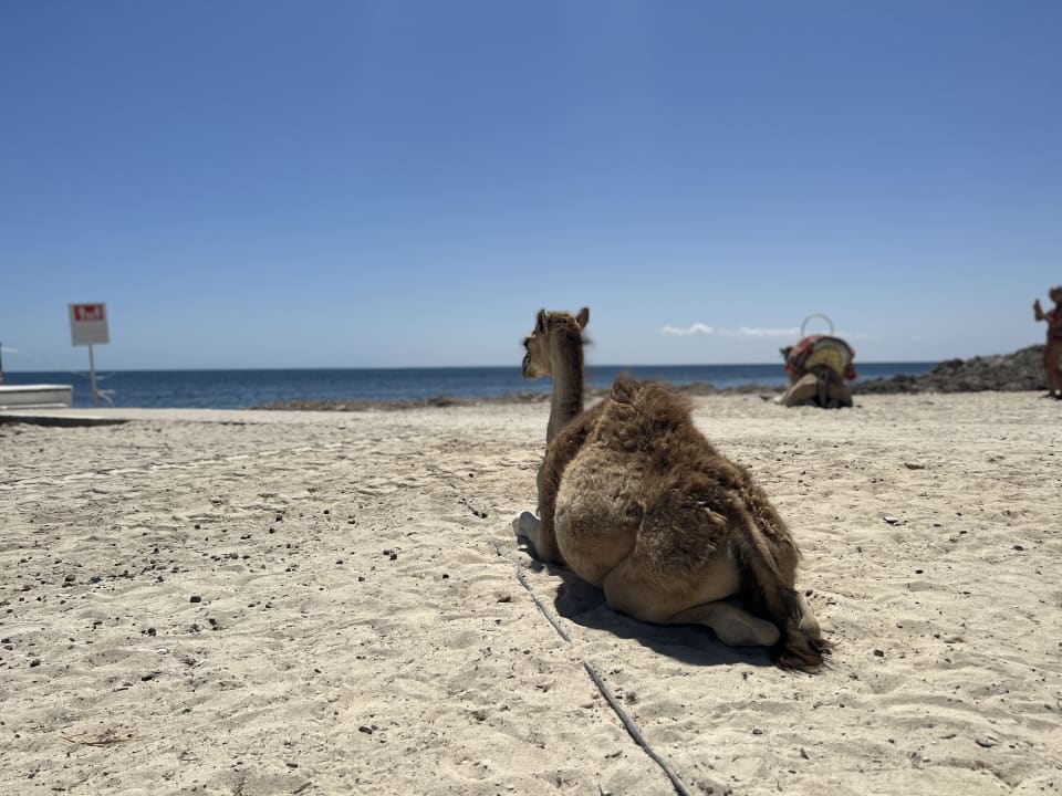 Strand Hotel El Mouradi Djerba Menzel