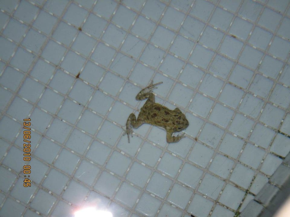 Frosch im Pool  Makadi Palace