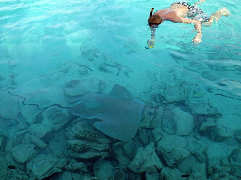 Schnorchler bei der Fischfütterung Summer Island Maldives