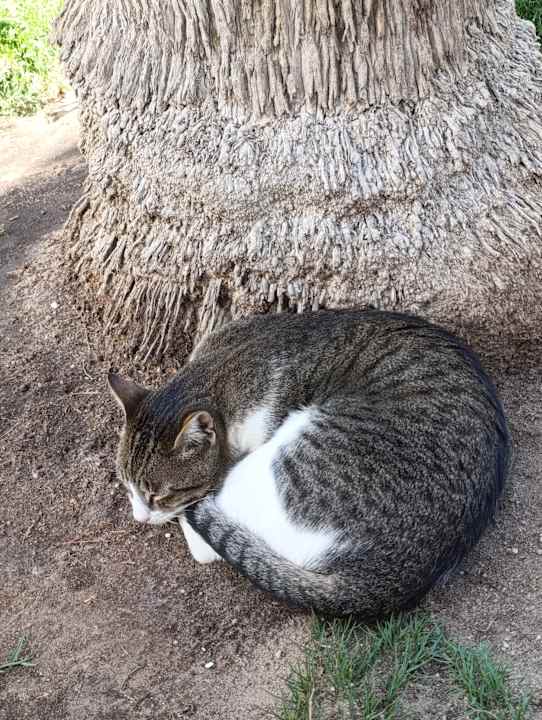 Sonstiges Siva Grand Beach