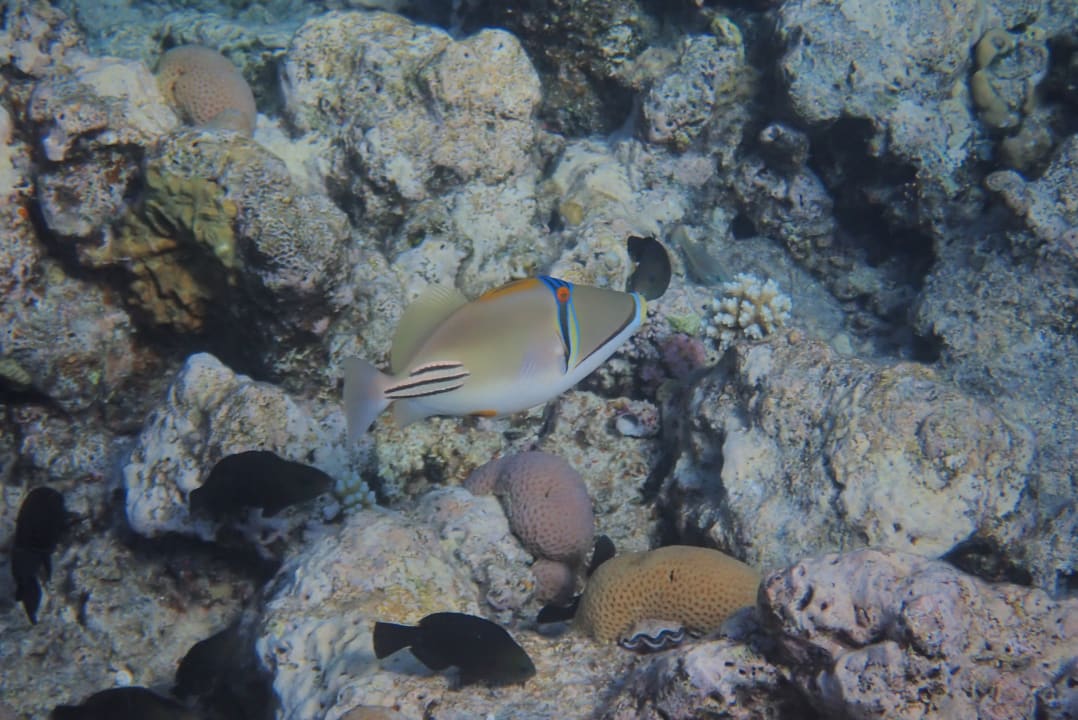 Strand Pickalbatros Citadel Resort