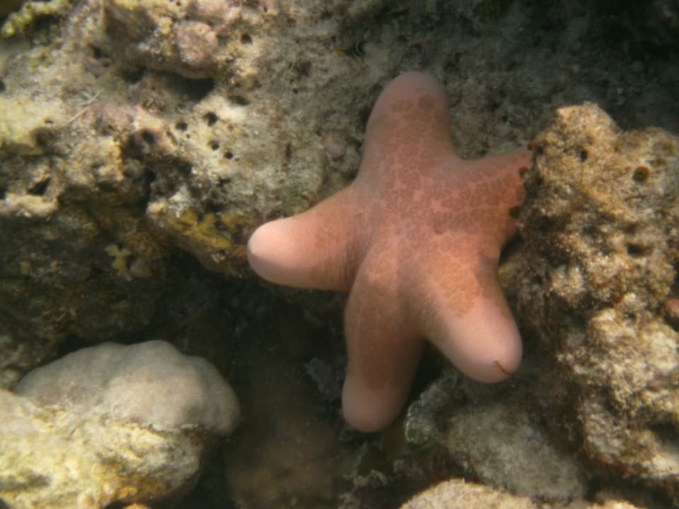 Strand Adaaran Select Meedhupparu Island Resort - Premium All Inclusive