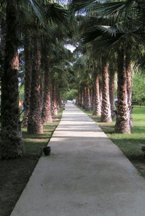 Palmenallee auf dem Weg zum Strand Hotel Gardenia Beach