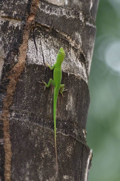 Rotkehlanolis Hotel Viva Dominicus Palace by Wyndham-All Inclusive Resort