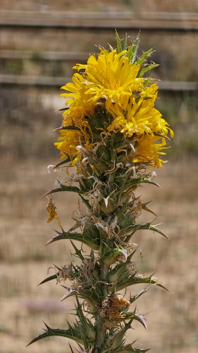 Gartenanlage AP Adriana Beach Resort