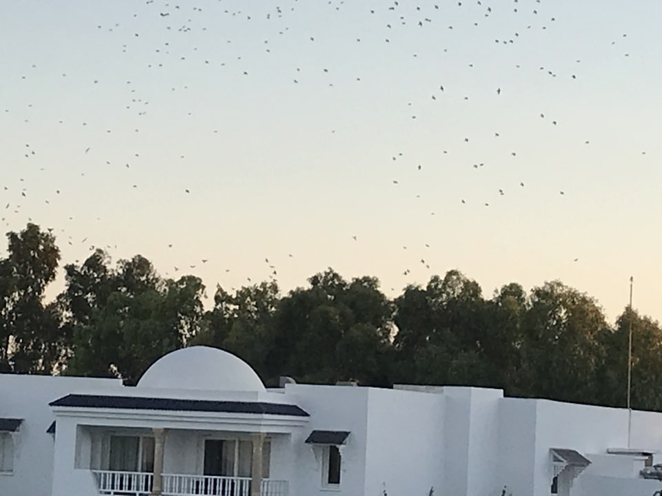 Ausblick Royal Tulip Taj Sultan