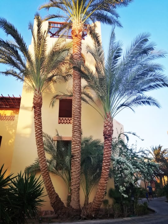 Gartenanlage Steigenberger Coraya Beach - Adults only