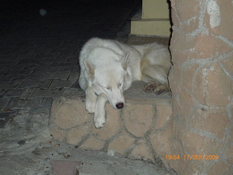 Rex - der Haus- und Hofhund Side Sun Hotel