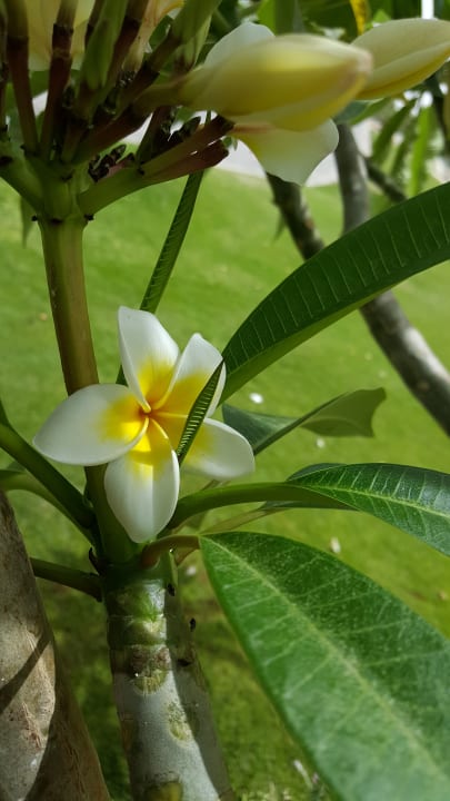 Gartenanlage Steigenberger ALDAU Beach Hotel