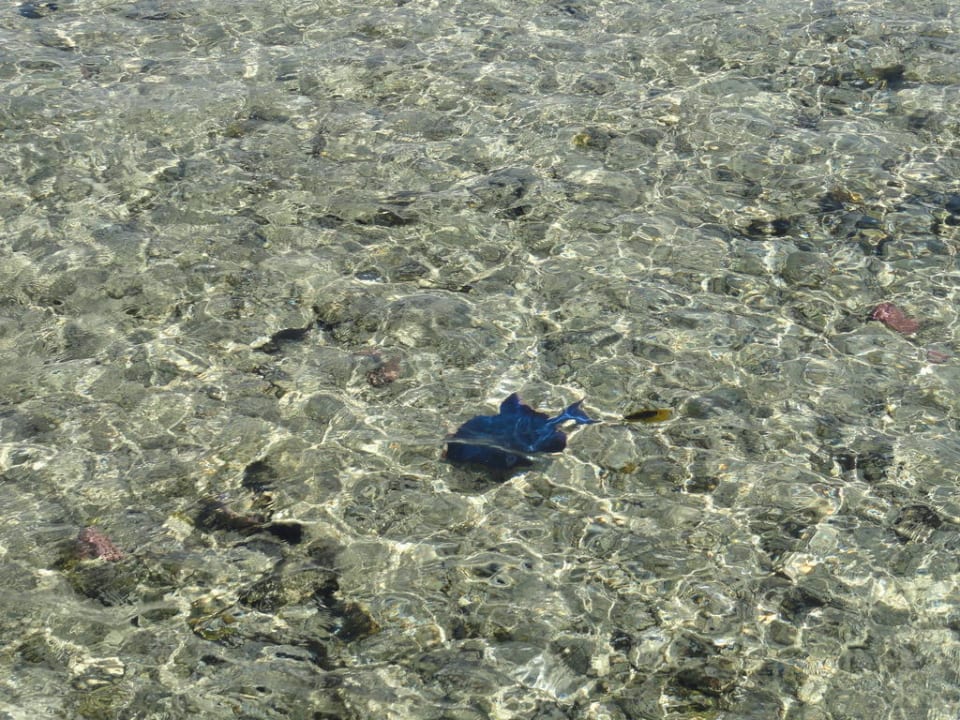 Blick vom Steg ins Wasser Jaz Dar EL Madina