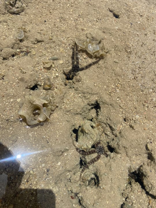 Strand Cleopatra Luxury Resort Makadi Bay