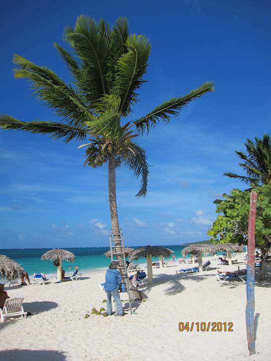 Hier wird unser Cocos-Cocktail gepflückt. Sol Rio De Luna y Mares