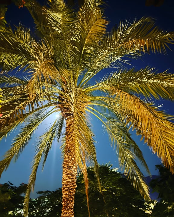 Zimmer Miramar Al Aqah Beach Resort