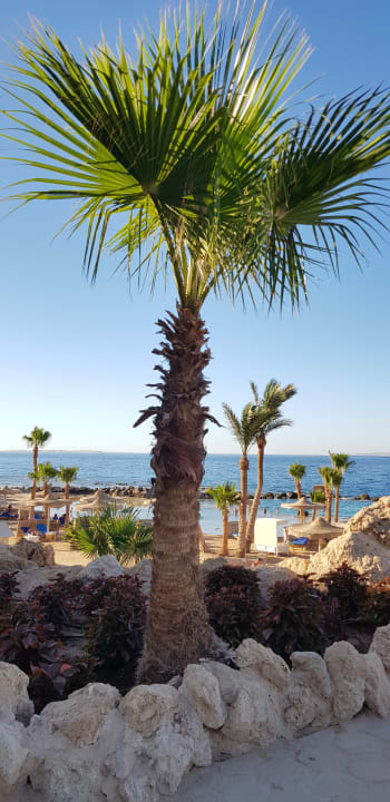 Gartenanlage Pickalbatros Citadel Resort