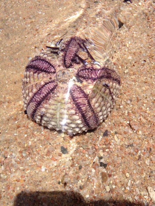 Koral Pickalbatros Aqua Park Resort - Hurghada