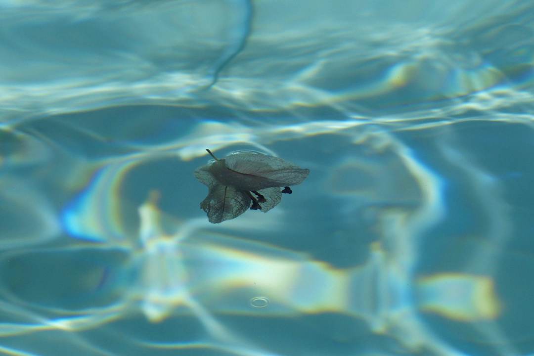 Płatek w wodzie Rehana Sharm Resort Aqua Park & Spa