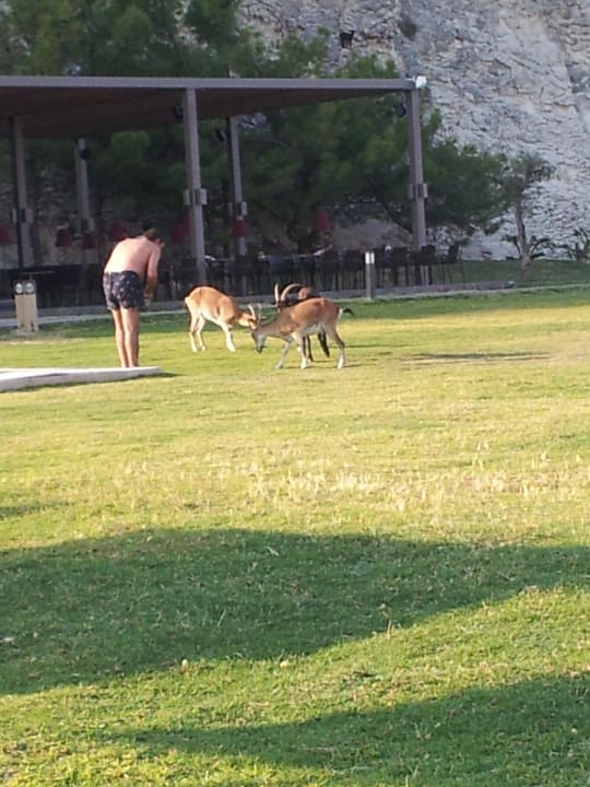 Natur pur Maxx Royal Kemer Resort