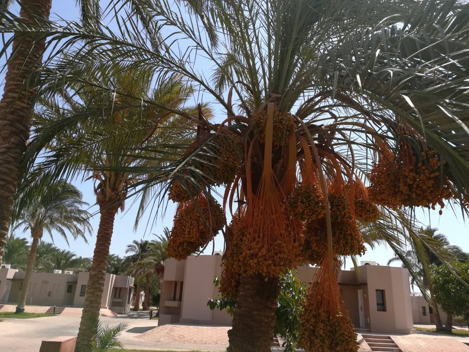 Gartenanlage Pharaoh Azur Resort