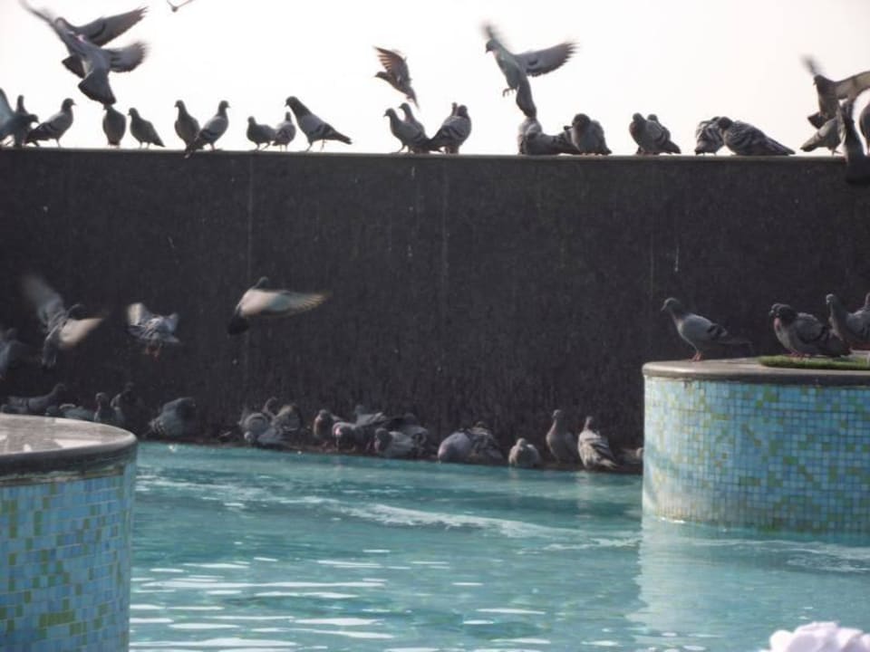 Pool von Tauben versaut Radisson Blu Hotel New Delhi Dwarka
