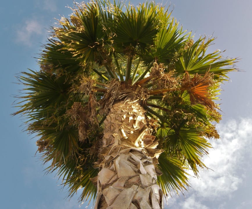 Palmen wachsen in den Himmel Vivosa Apulia Resort