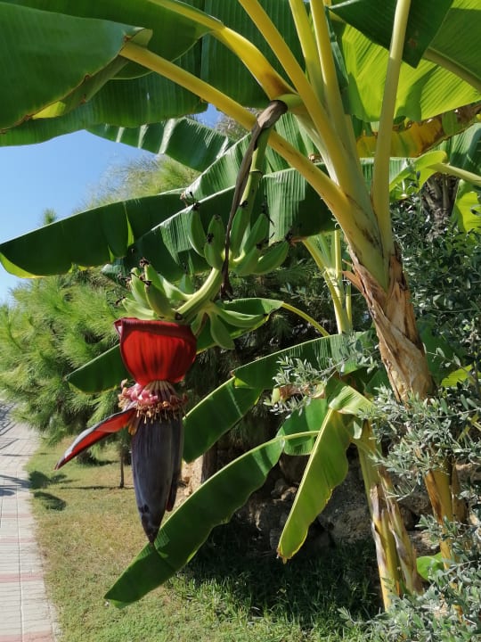 Gartenanlage Seaden Sea Planet Resort & Spa