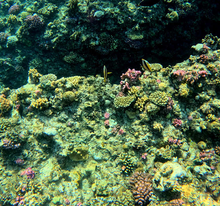 Strand Pickalbatros Sea World Resort - Marsa Alam