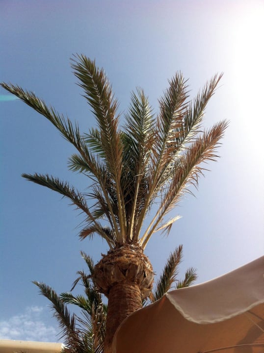 Palmen.. Hotel Riu Oliva Beach - Hotel