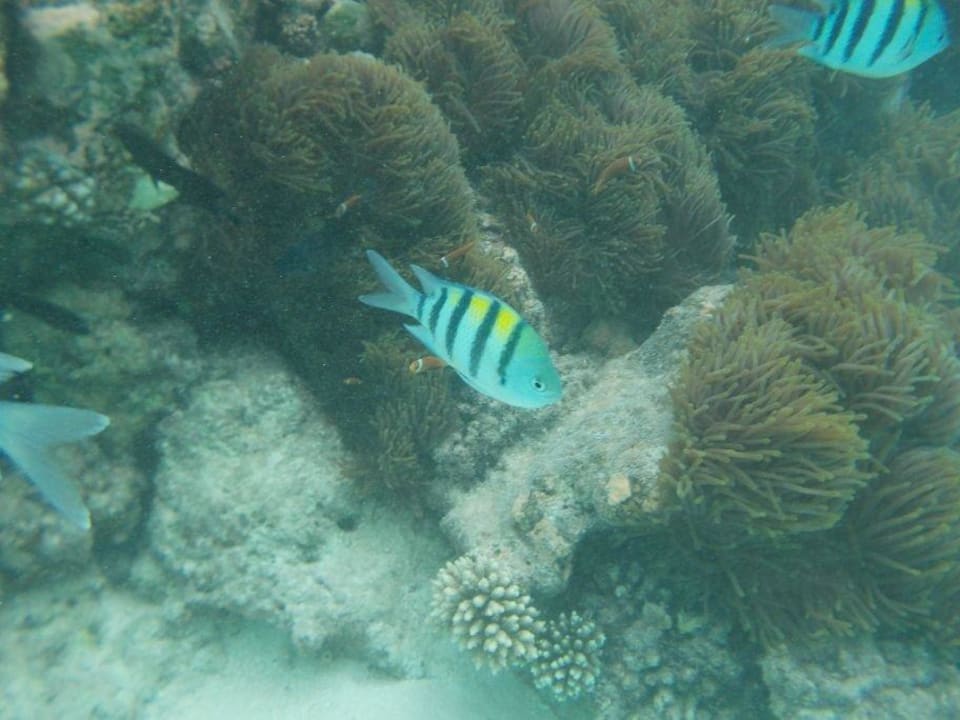 Unterwasser Summer Island Maldives