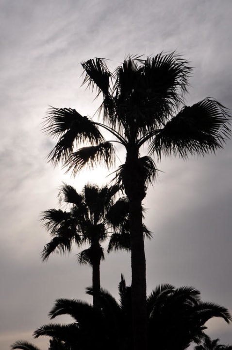 Palmen im Gegenlicht Hotel Riu Gran Canaria