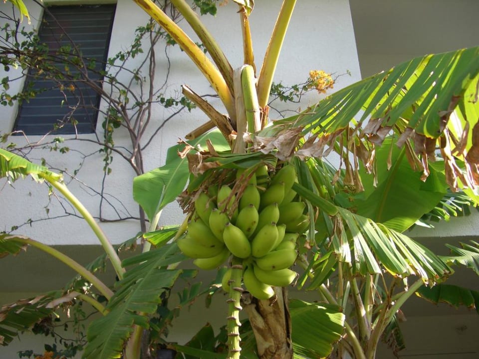 Gartenanlage Hotel Coconut Beach Club