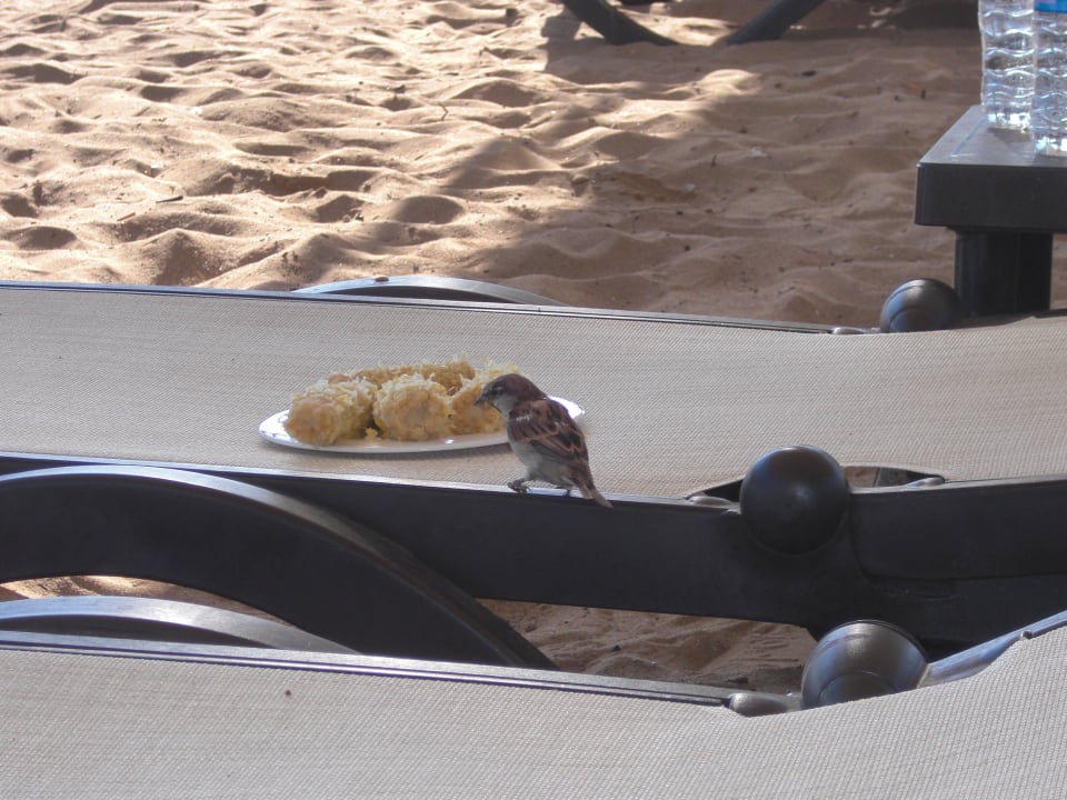 Vögel freuen sich auch ! Diamond Excellence Resort & Spa