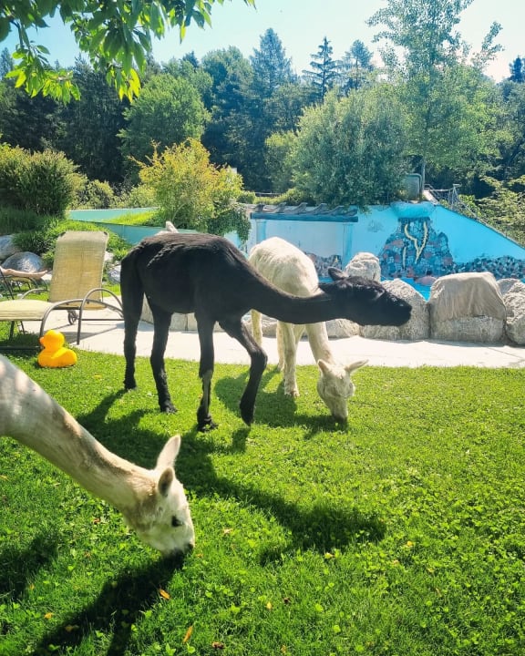 Gartenanlage Gartenhotel Moser