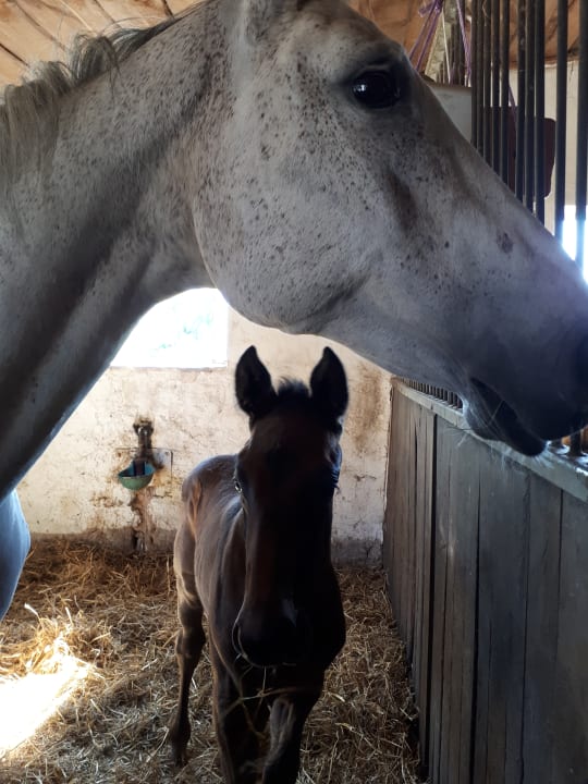 Sport & Freizeit Hotel Reiterhof Altmühlsee