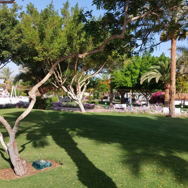 Gartenanlage Desert Rose