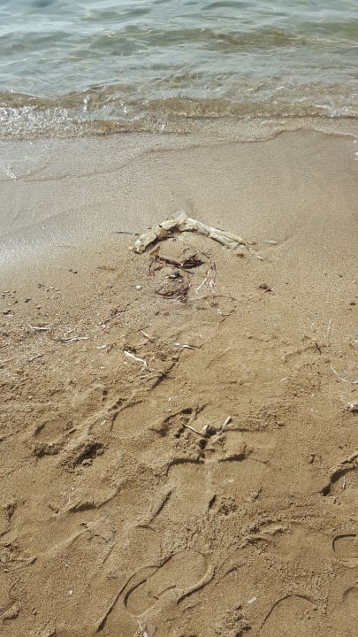 Müll am Strand  Salamis Bay Conti Resort Hotel & Casino