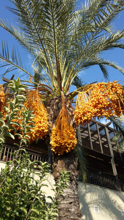 Gartenanlage Sunis Kumköy Beach Resort Hotel & Spa