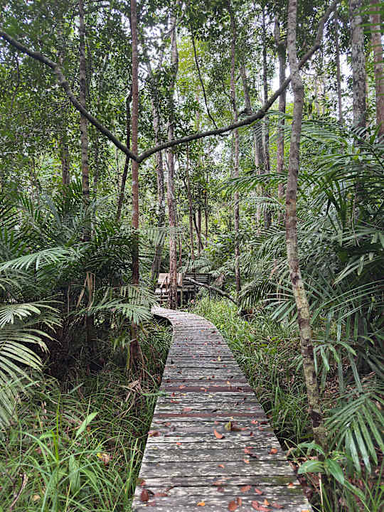 Gartenanlage Kinabatangan Wetlands Resort