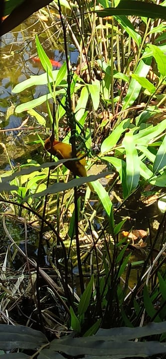 Gartenanlage Hotel Pinewood Beach Resort & Spa