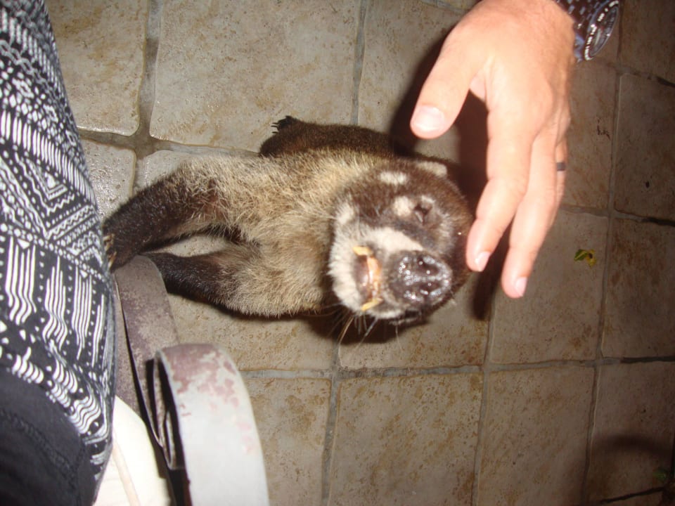 Hotel Catalonia Playa Maroma Catalonia Playa Maroma