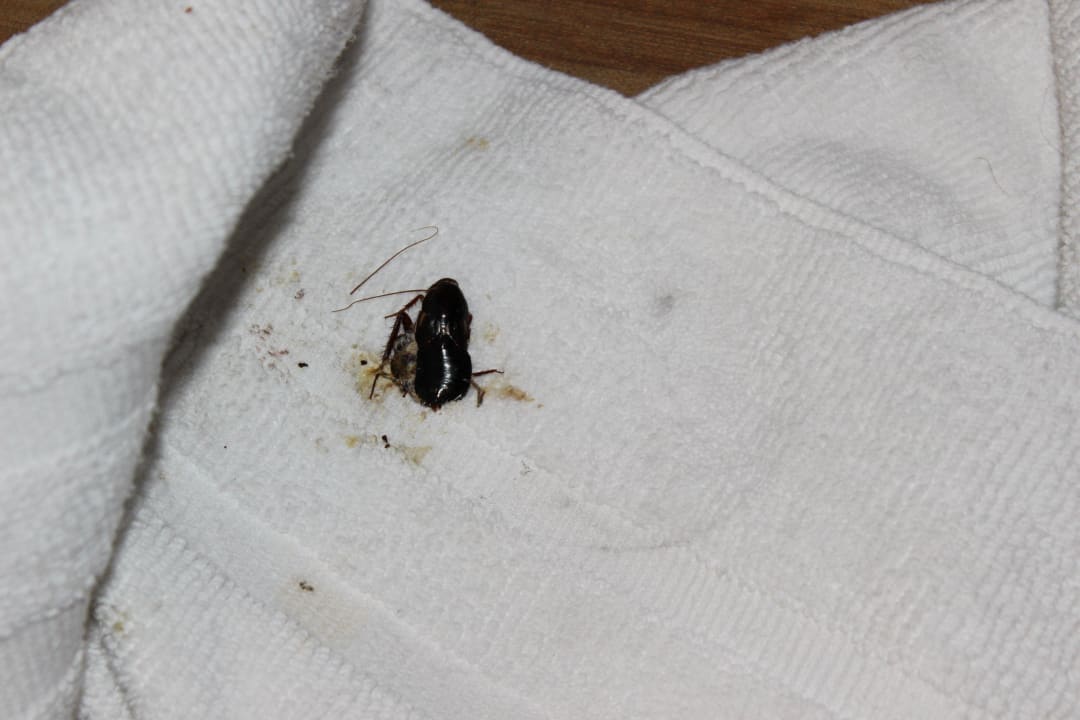 Nächtlicher Besucher im Kakerlaken Village Resort Hotel Tahiti Village Vacation Club