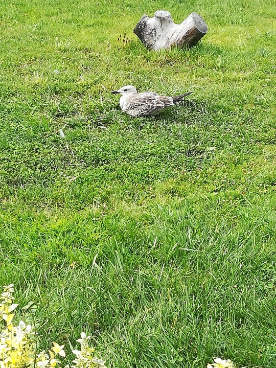 Gartenanlage DAS Club Hotel Sunny Beach