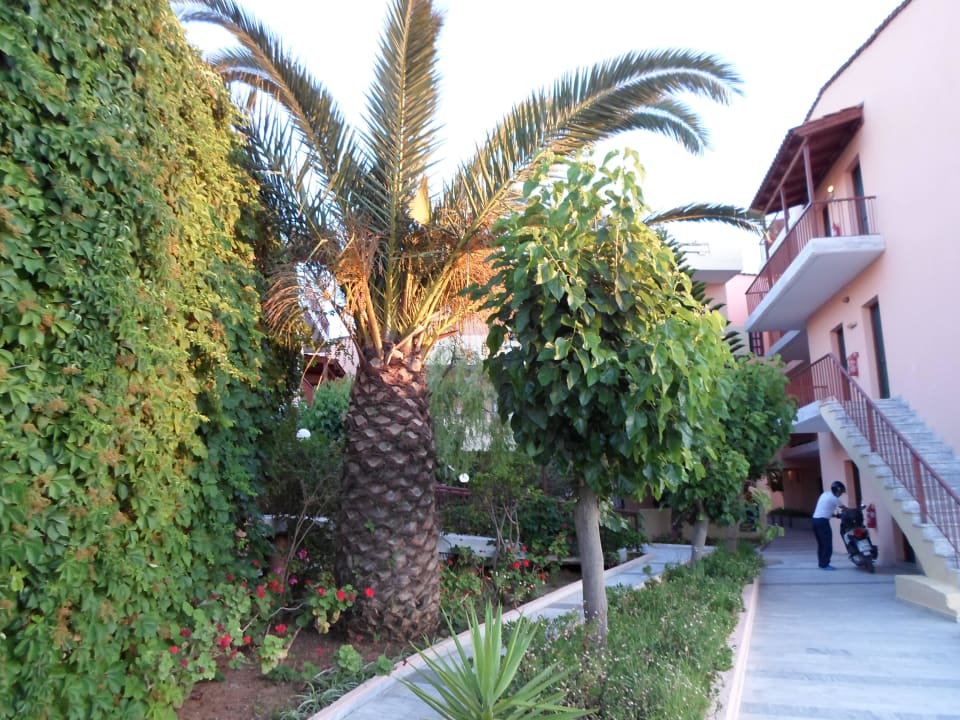 Roślinność w hotelu Fereniki Holiday Resort & Spa