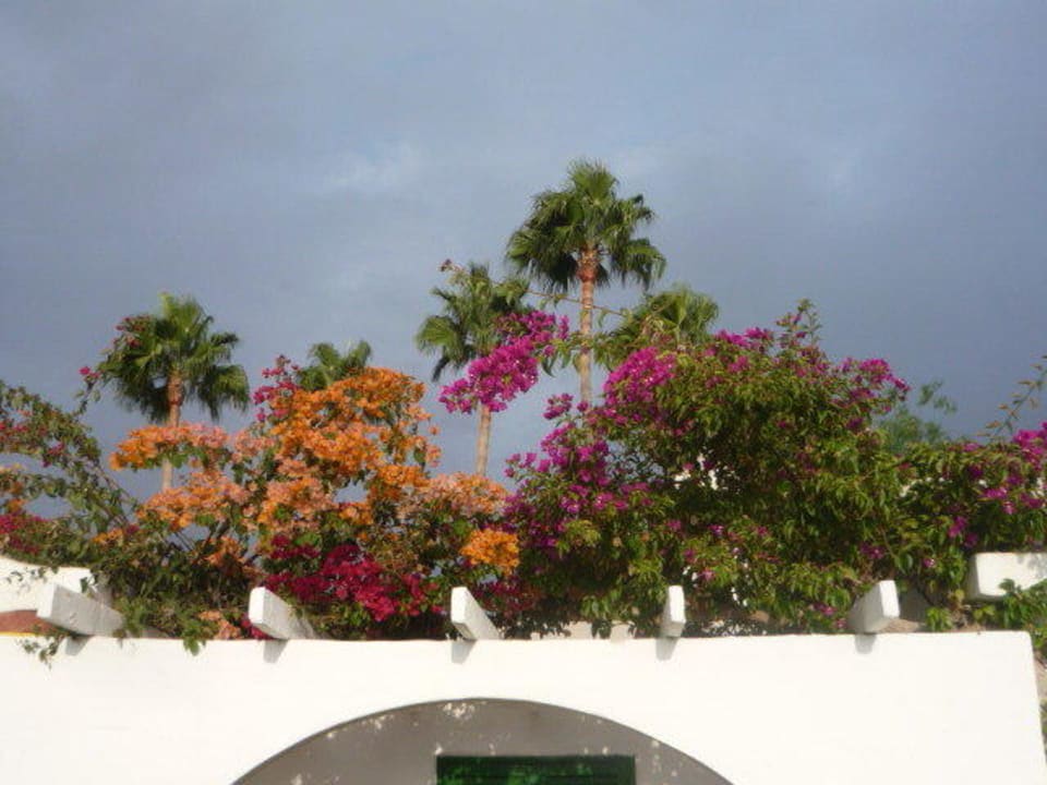 Alles ist beim Blühen Canary Garden Club